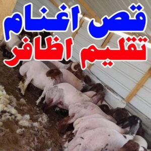 167644045561822 قص اغنام - تقليم اظافر - ابومصطفى 60777317 - اغنام الكويت - جز غنم - جز اغنام - جز صوف - حلاق اغنام - حلاق غنم - جز