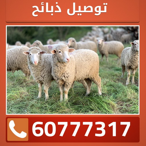 ذبايح - ذبايح للبيع - توصيل ذبايح - ابومصطفى 📞 60777317  - ذبائح - غنم للبيع - اغنام للبيع - اغنام الكويت - غنم - خرفان للبيع - سوق الغنم - قصاب - ذبائح للبيع